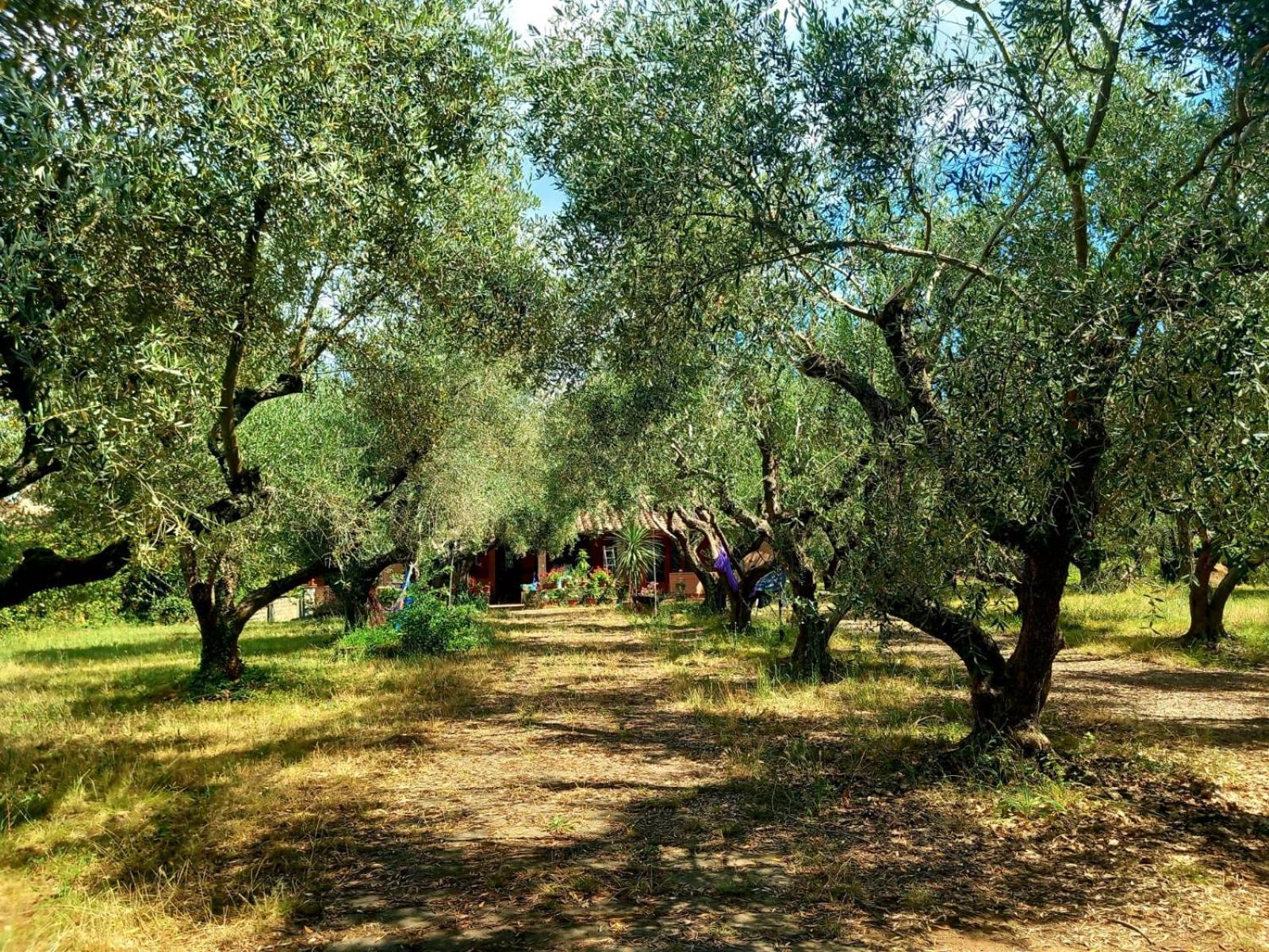 All'Ombra Degli Olivi Pisciarelli Ngoại thất bức ảnh