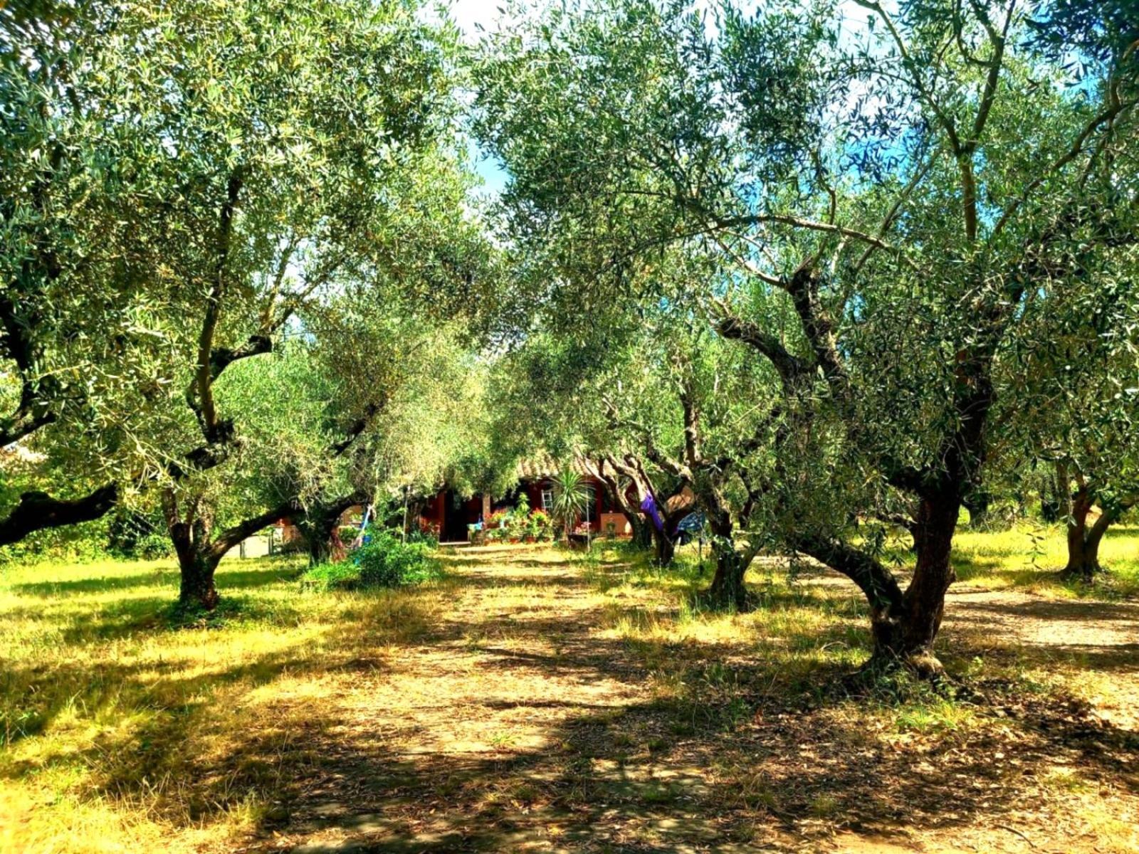 All'Ombra Degli Olivi Pisciarelli Ngoại thất bức ảnh
