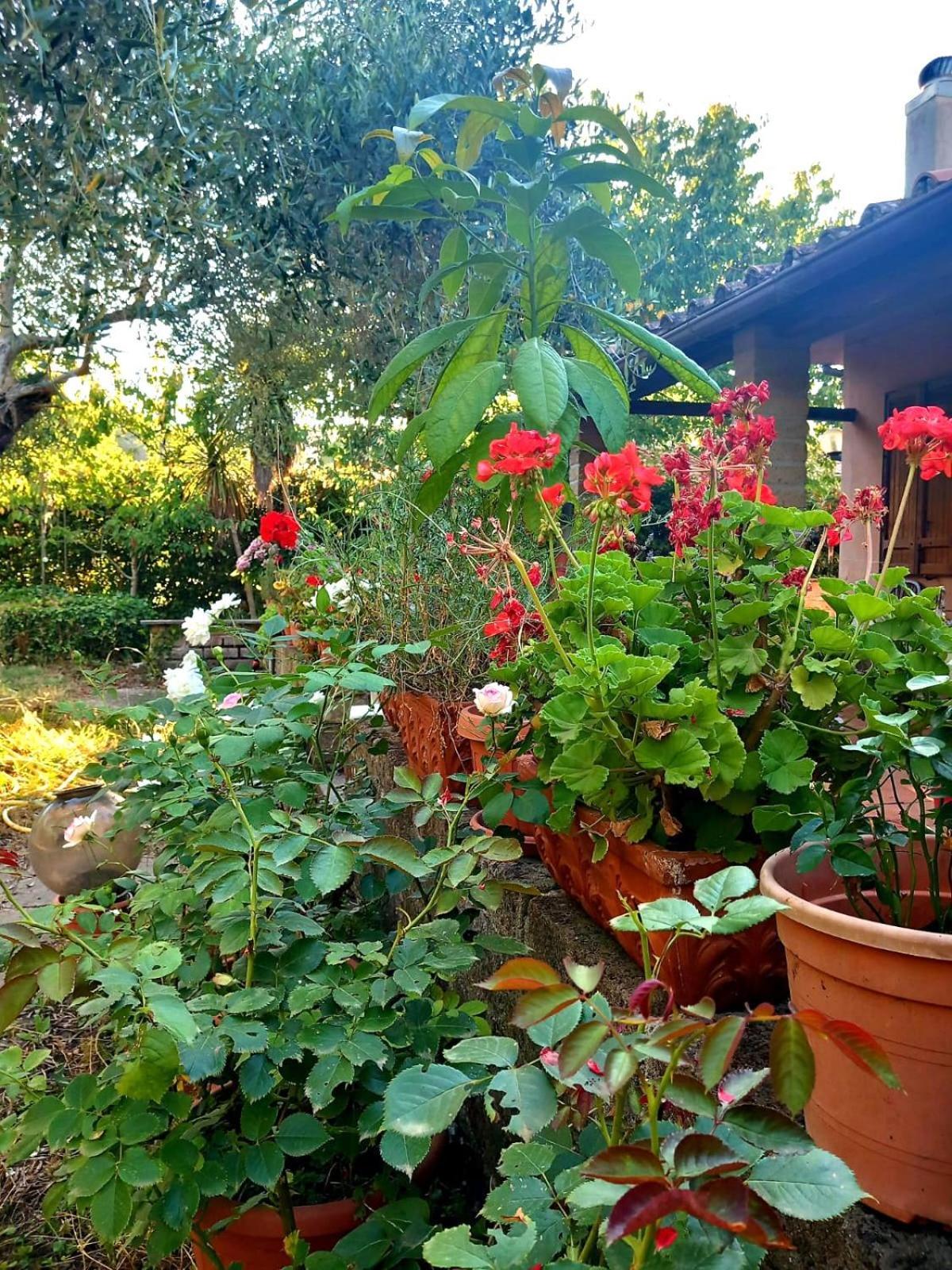All'Ombra Degli Olivi Pisciarelli Ngoại thất bức ảnh